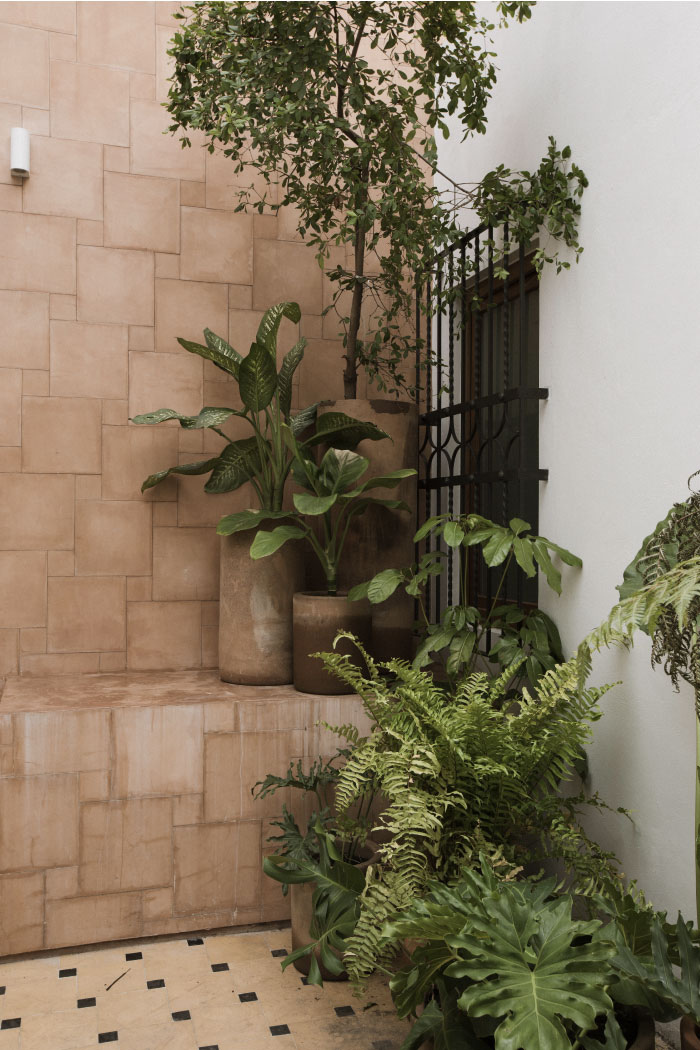 montore_patio_plantas
